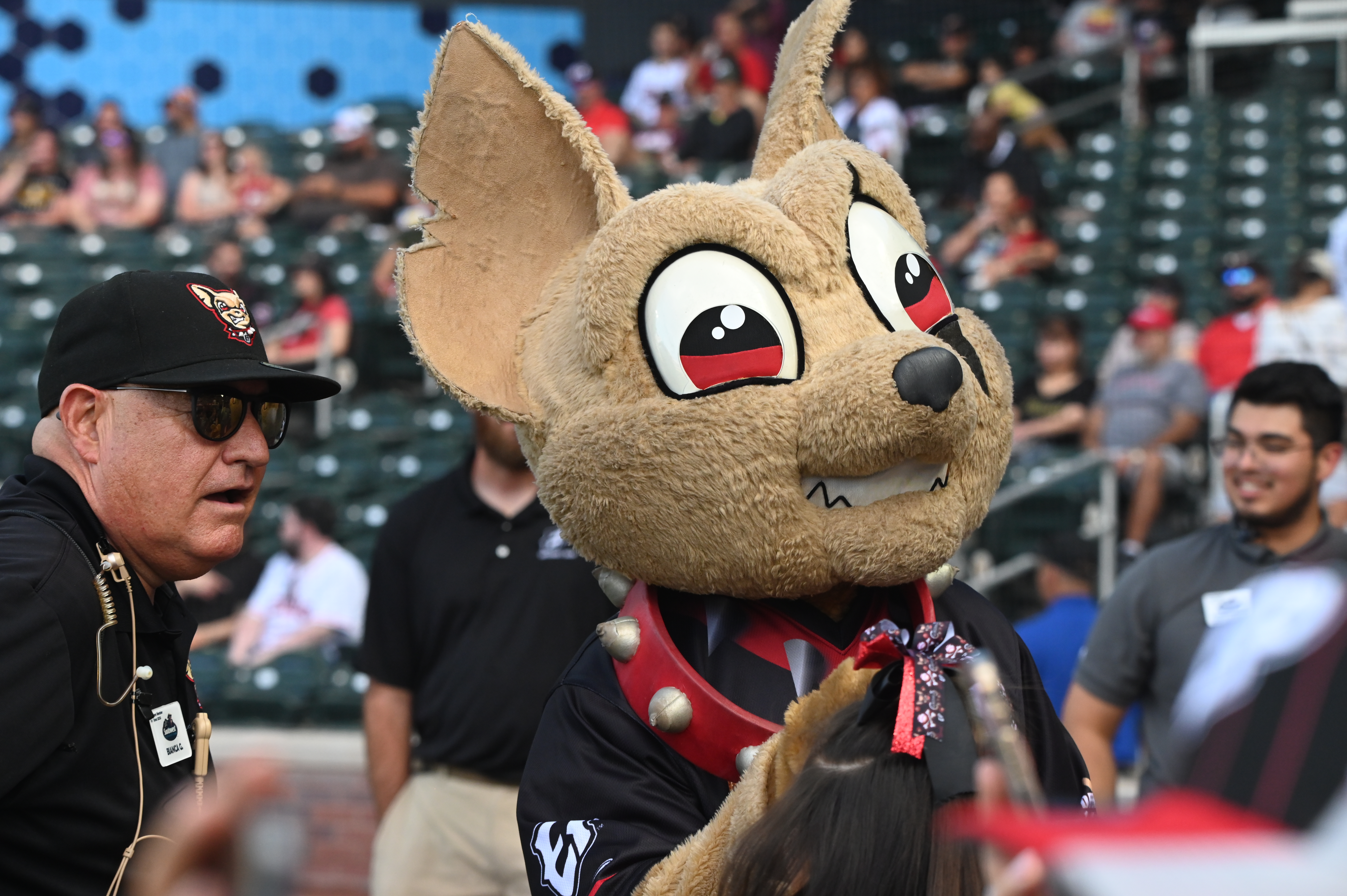 EP Chihuahuas Home Stand June 2- June 7